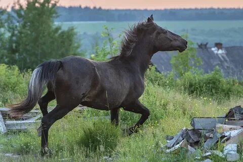 Участвуют лошади