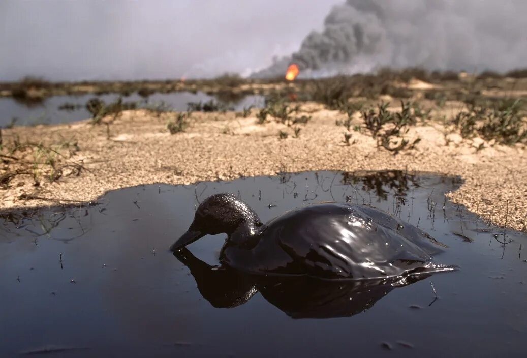 Нефть загрязняет воду. Нефтяное загрязнение воды. Экологическая катастрофа. Разлив нефти. Загрязнение водоемов нефтью.