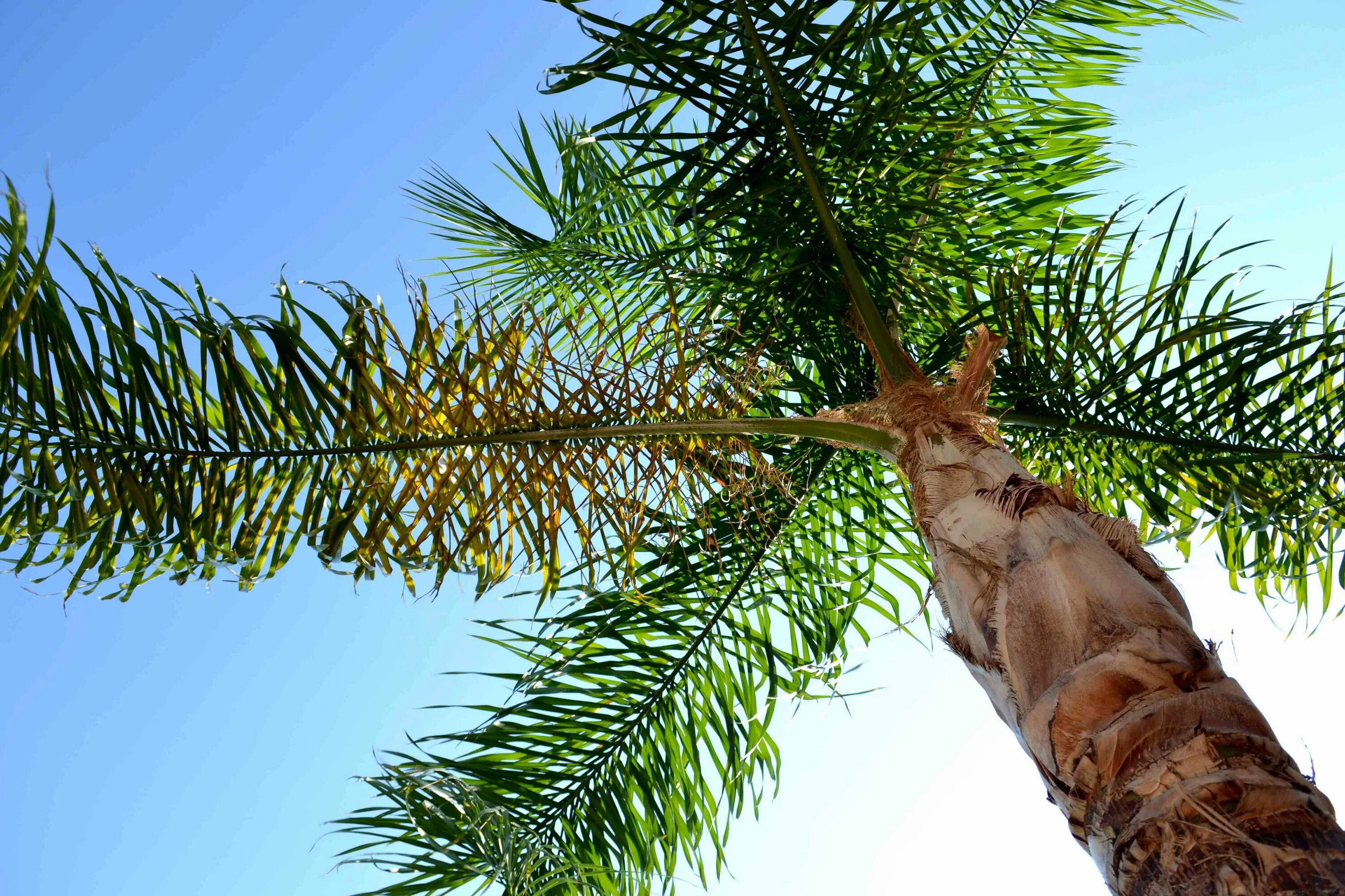 Пихтовая Пальма. Хвойная Пальма. Пальмовое хвойное дерево. Пальма с хвойным деревом.