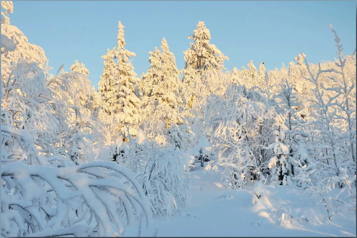 зимние растения. шапка баск оймякон. оймякон -71. какой мороз на севере. зима на севере картинки.