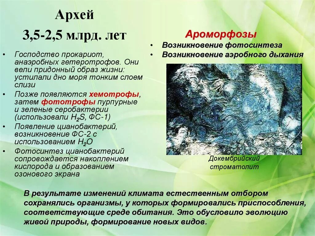 Архейская эра биология 9 класс. Археи это в биологии. Презентация на тему Архейская Эра. Археи представители.