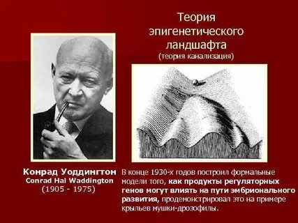 Эпигенетический ландшафт