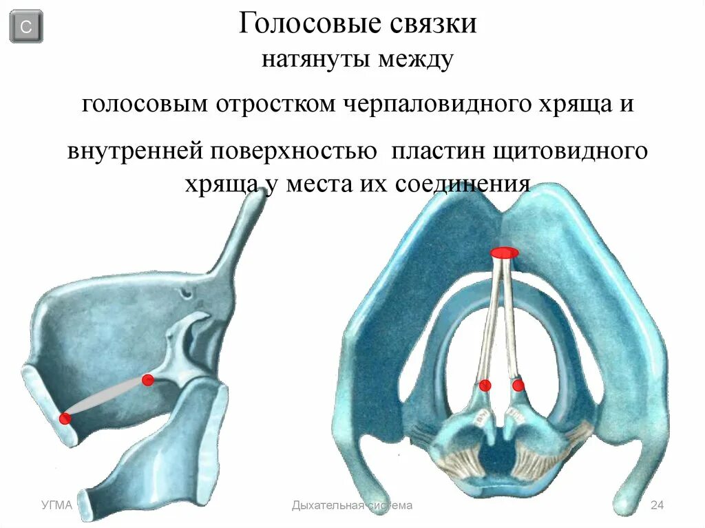 Хрящи гортани голосовые связки. Строение истинных голосовых связок. Между какими хрящами натянуты голосовые связки. Между какими хрящами гортани натянуты голосовые связки. От чего зависят голосовые связки