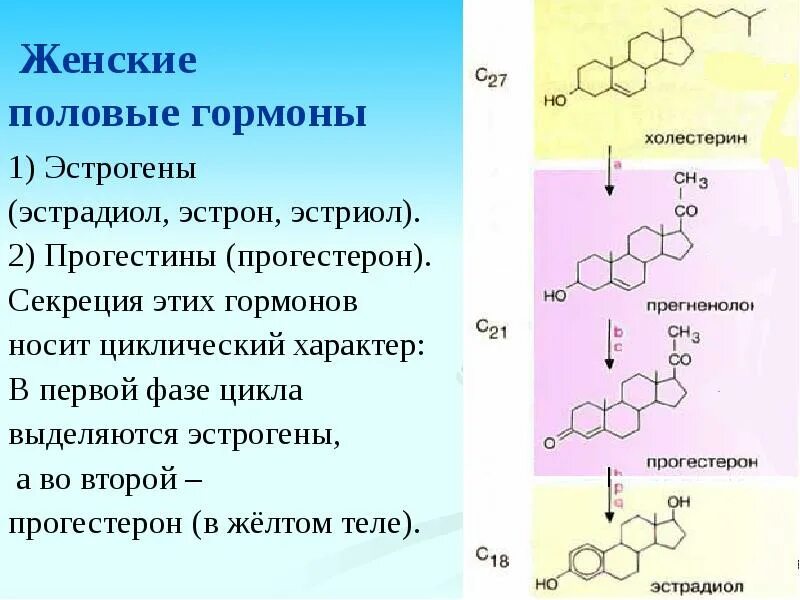 Зачем пить гормоны. Женские половые гормоны. Женские половые гормоны эстрогены. Выработка женских половых гормонов. Характеристика женских половых гормонов.