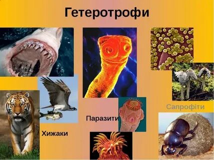Все живые организмы гетеротрофы