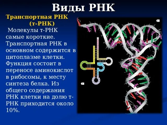 Транспортная РНК. Транспортная РНК функции. Типы транспортной РНК. Синтез транспортной РНК.