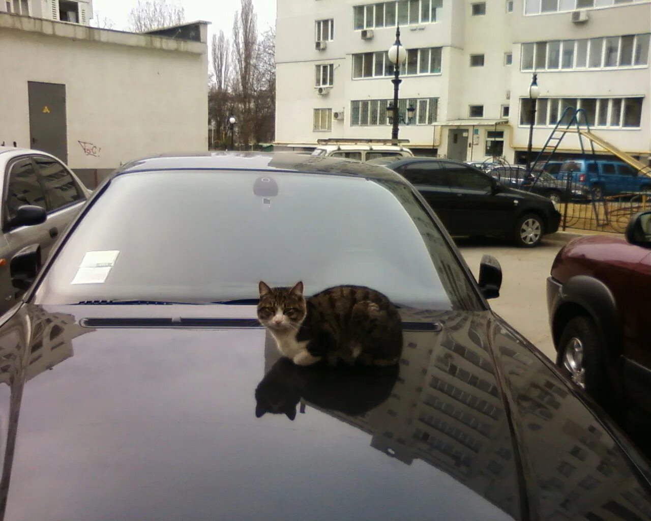 Включи котэ машина. Кошка в машине. Кот на капоте. Коты на капоте. Кошачий автомобиль.