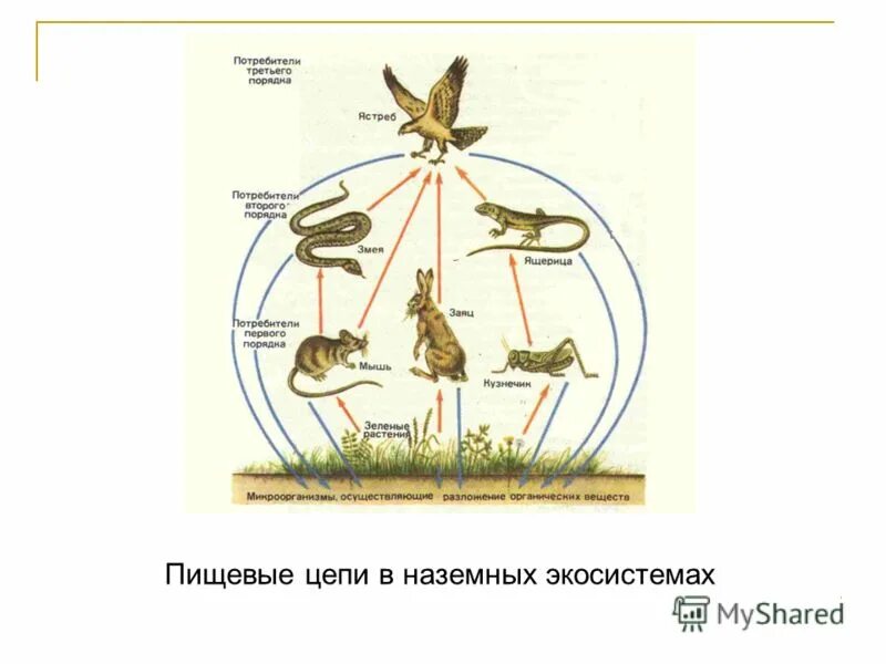 Тест пищевые связи 5 класс. Схемы пищевой цепи в естественной экосистеме. Цепь питания в наземном биогеоценозе. Пищевые цепи в наземных экосистемах. Схема наземной пищевой цепи.