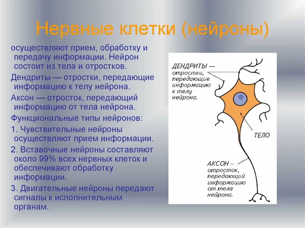 Как называется короткий нейрона. Основные процессы протекающие в нервных клетках. Нервная клетка. Составляющие нервной клетки. Тело клетки нейрона.