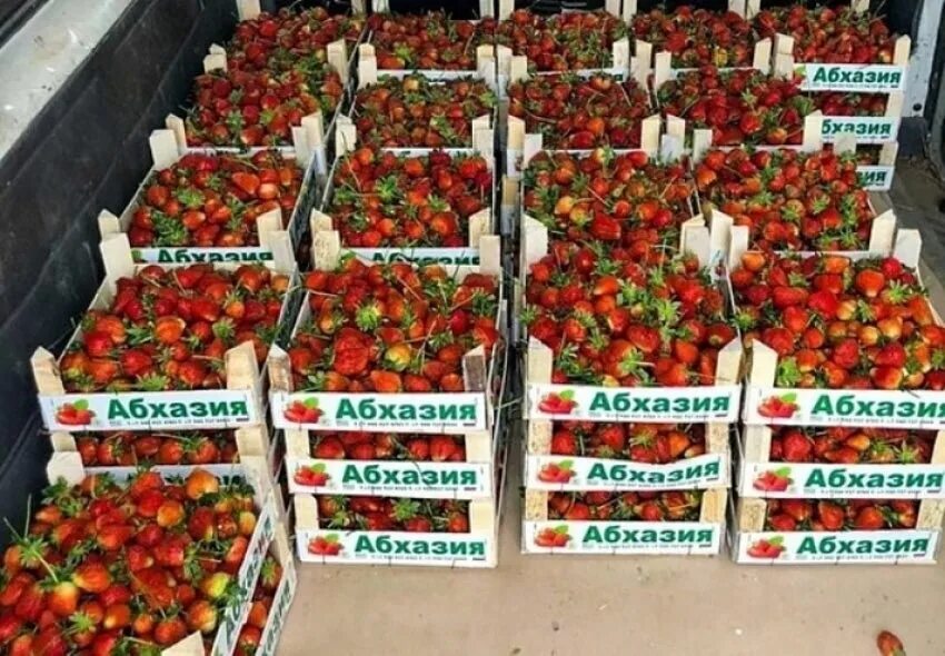 Сколько можно вывезти из абхазии. Клубника абхазия. клубника экспорт. фрукты абхазии.