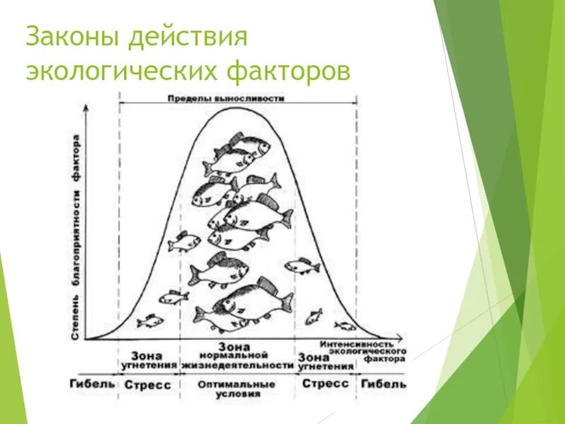 Действие экологического фактора на живой организм. Схема воздействия экологических факторов на организм. Влияние экологических факторов на организмы схема. Законы действия экологических факторов. Законы экологии факторов