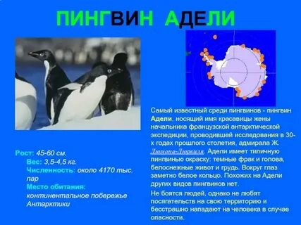 На каком материке пингвины