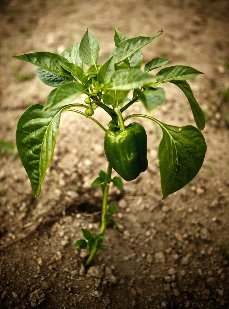 Growing pepper seedlings August 2024