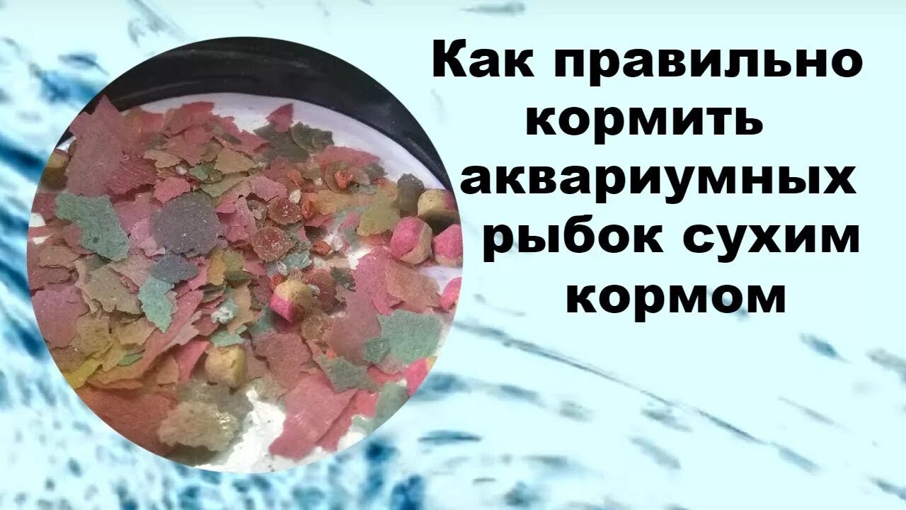 Можно поподробнее давай. Сколько корма нужно давать рыбкам. Как часто надо кормить рыбок в аквариуме сухим кормом. Как правильно кормить аквариумных рыбок сухим кормом. Сколько давать рыбам корма.