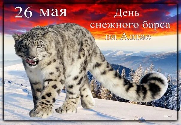 Барс до 5 кг. 26 Мая день снежного Барса на Алтае. Снежный Барс 26 мая. Международный день снежного Барса 23 октября. День снежного Барса праздник.