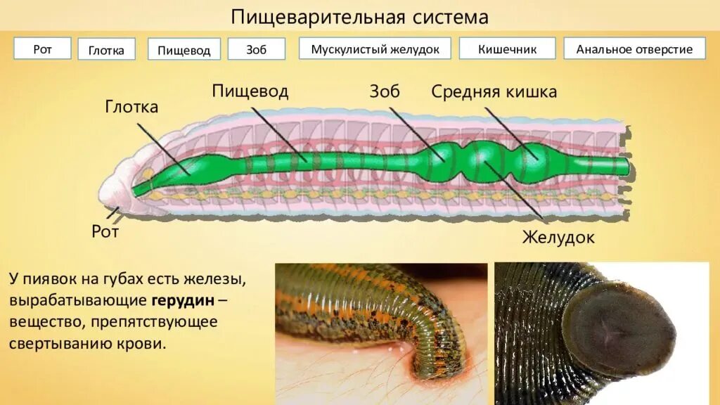 Слои кольчатых червей. 7 Класс биология черви кольчатые черви. Тип кольчатые черви 7 класс биология. Круглые и кольчатые черви биология 7 класс. Представители кольчатых червей биология 7 класс.