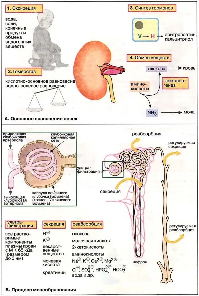 Прочитайте текст регуляция мочеобразования и мочеиспускания. Функции нефрона регулируют гормоны. процессы в нефроне почки. выделительная функция почек биохимия. этапы мочеобразования таблица фильтрация реабсорбция секреция.