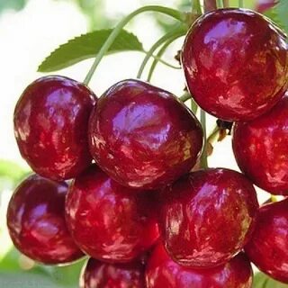 Крупная вишня