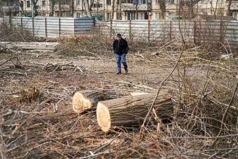 Куда обратиться чтобы спилили дерево. Срубают дерево во дворе. Вырубленные деревья в черте города. Вырубка деревьев на территории деревни. Рубка дерева во дворе.