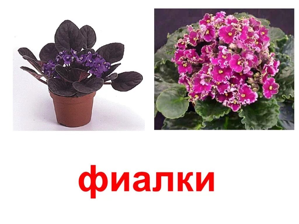 примула пеларгония. примула комнатная герань. пазлы комнатные растения для детей. фиалка узамбарская анютины глазки комнатная. фиалка, глоксиния, сансевьера.