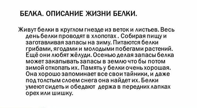 Сочинение описание белка 4 класс. Описание белки. белка описание кратко. сочинение про белку. текст описание белки.
