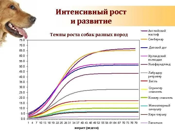 График года собаки. Средняя Продолжительность жизни собак крупных пород. Рост собаки. Продолжительность жизни соба. График роста щенка.