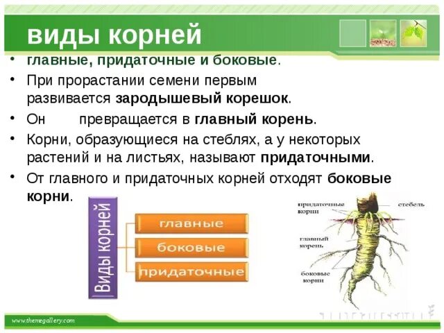 Придаточные корни развиваются из зародышевого корешка. При прорастании семени первым развивается зародышевый. Главные боковые и придаточные корни.