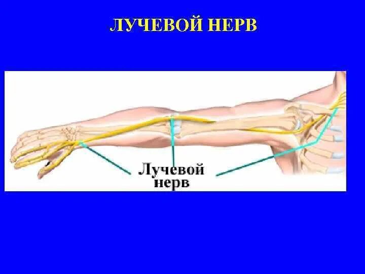 Где находится лучевой нерв
