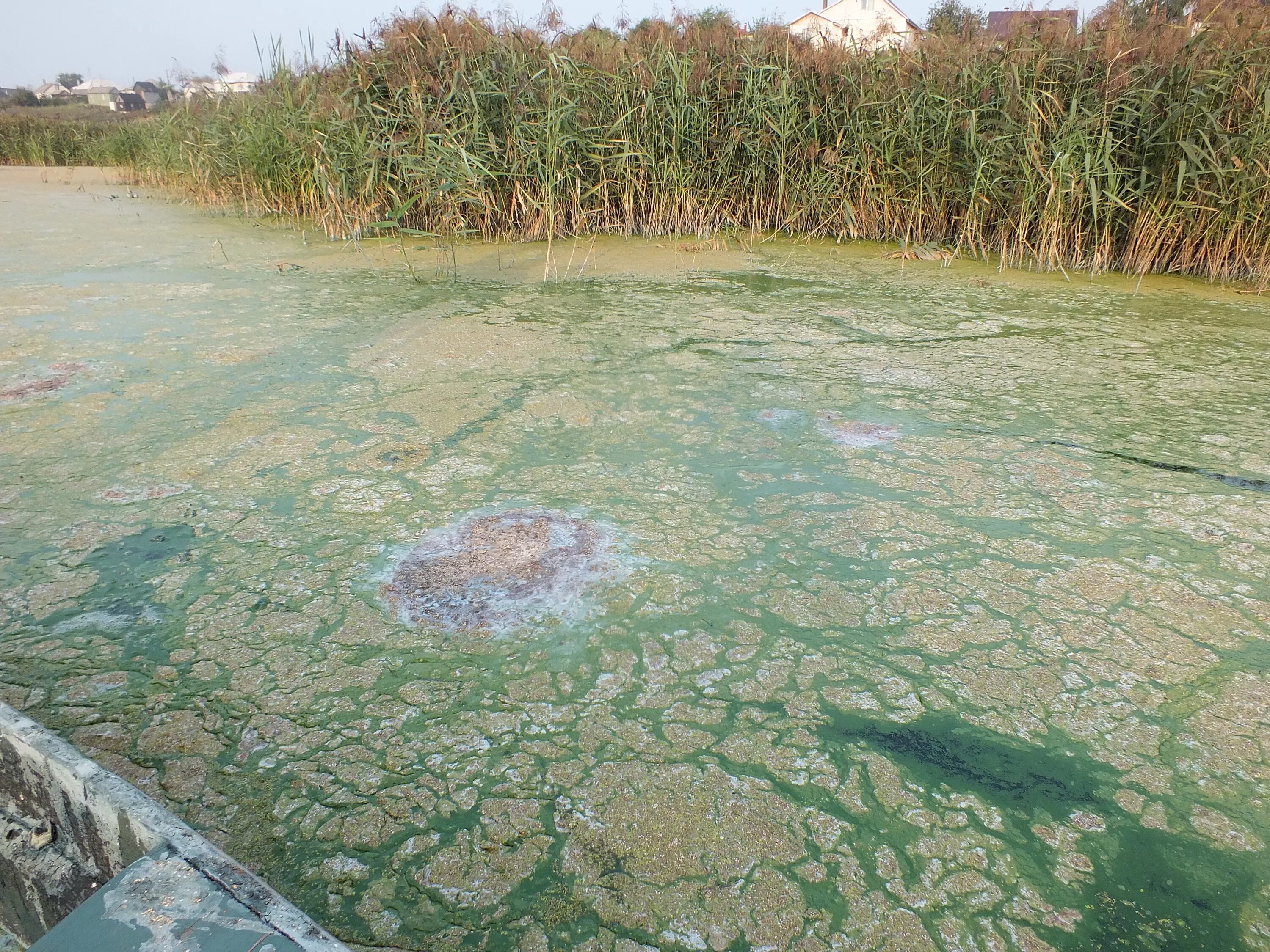 Загрязнение водохранилища. Загрязнение водохранилища Воронеж. Масловский Затон. Водохранилище Воронеж загрязнено. Воронежское водохранилище загрязнение.