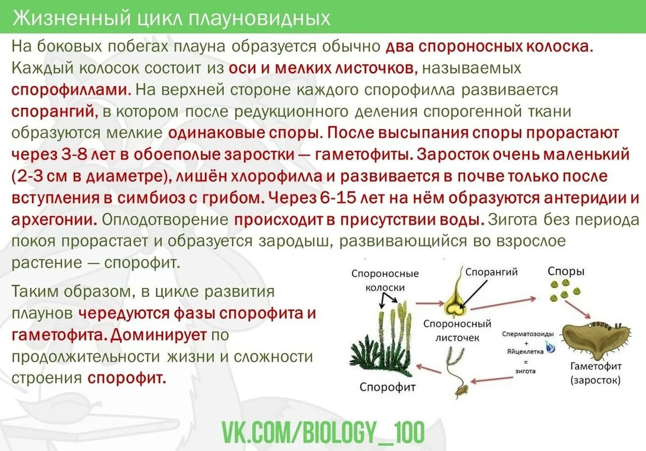 Поколения плаунов. Жизненный цикл плауна булавовидного схема. Цикл развития плауна схема. Схема размножения плауна. Жизненный цикл плауна схема.