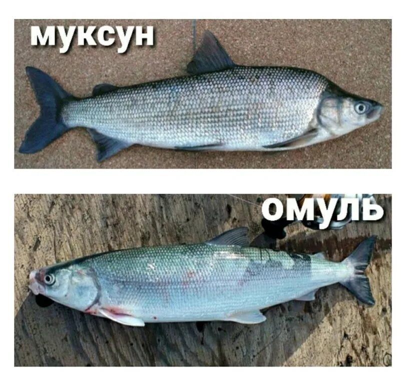 Чем отличается омуль от. Каспийский омуль. омуль муксун. муксун или омуль. омуль или сиг.