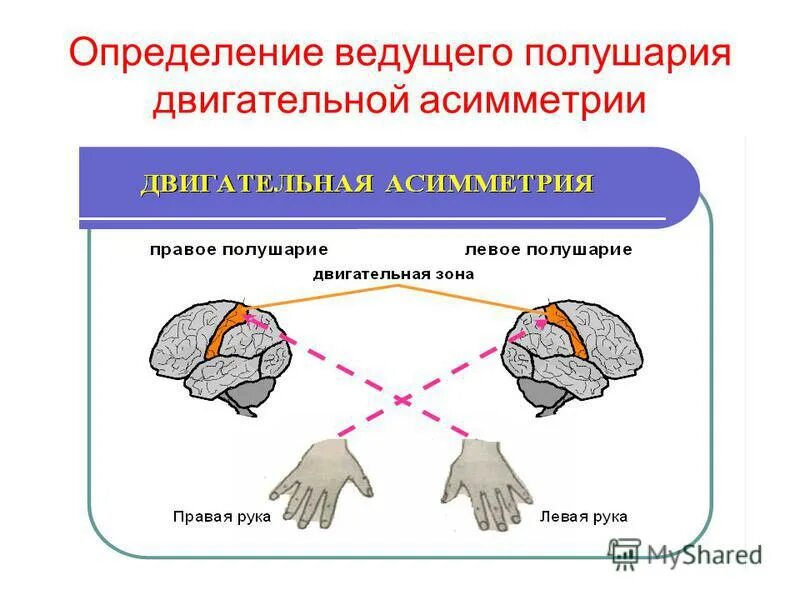 Ведомое полушарие