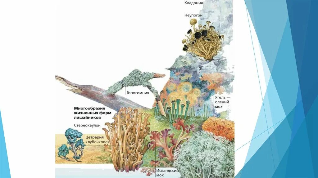 Какую среду обитания освоил лишайник. Многообразие лишайников. Разнообразие лишайников схема. Многообразие лишайников схема. Лишайники коллаж.