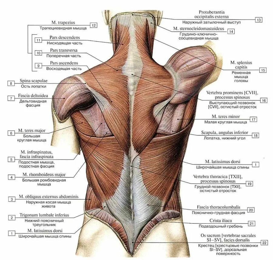 Поверхностные мышцы спины анатомия латынь. Поверхностные мышцы и фасции спины. Мышцы туловища поверхностные мышцы спины. Поверхностные мышцы спины 1 слой. Части поясницы