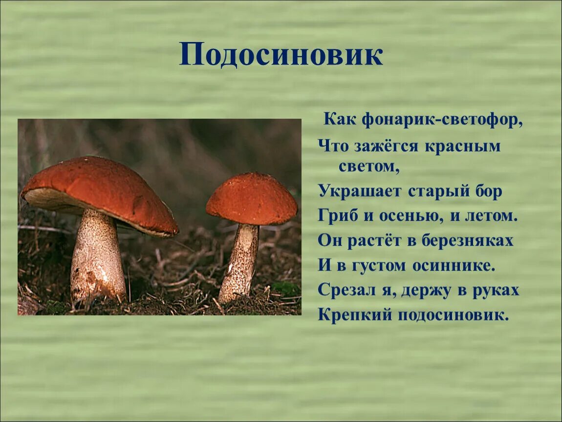Почему подберезовик так называется