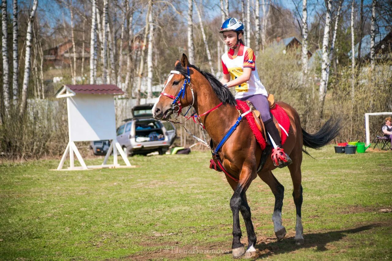 Конные пробеги. Дистанционные конные пробеги. Конные гонки в Краснозерское. Пробеги ру конные. Конные пробеги Италия.