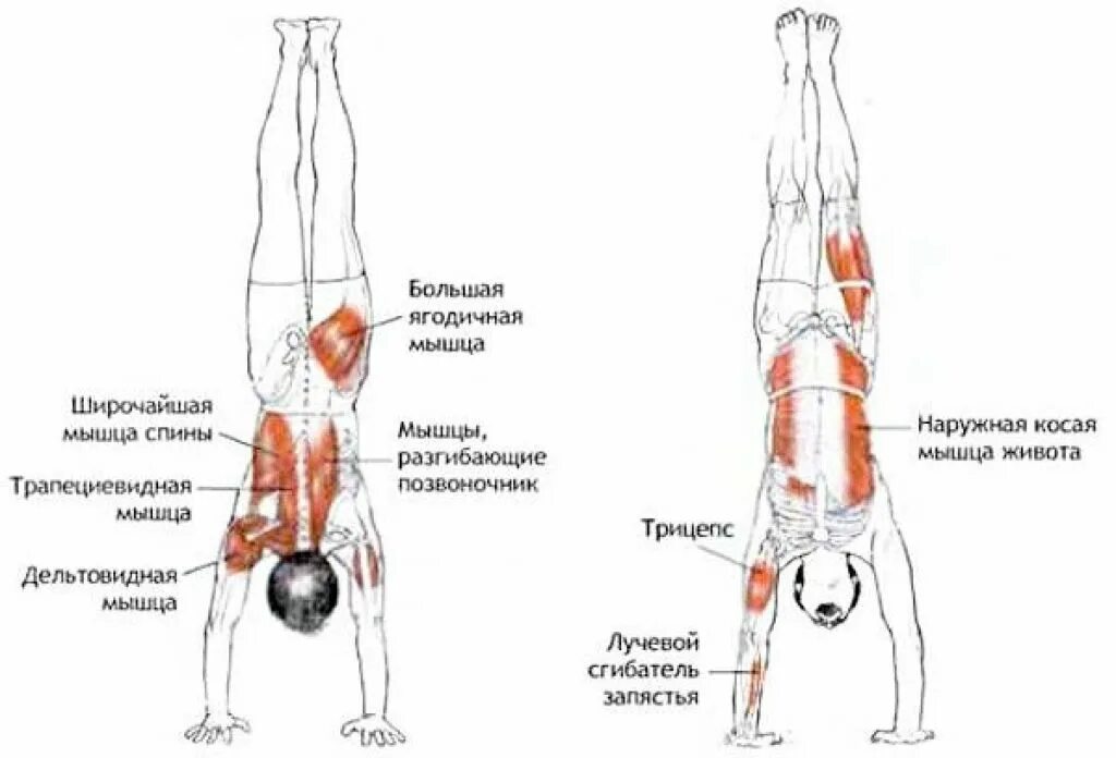 Отжимания стоя. Мышцы задействованные при стойке на руках. Отжимания вверх ногами какие мышцы. Какие мышцы прокачивает стойка на руках. Отжимания в стойке на руках какие мышцы работают.