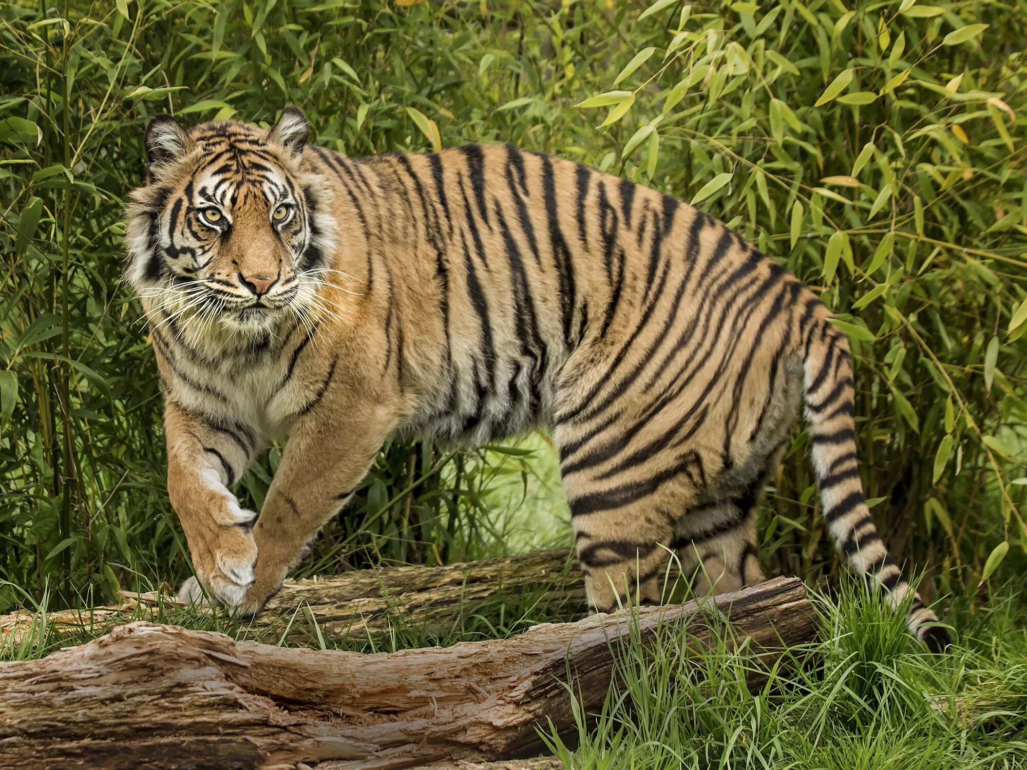 хищный тигр. хищный тигр. хищный тигр. хищный тигр. тигр.