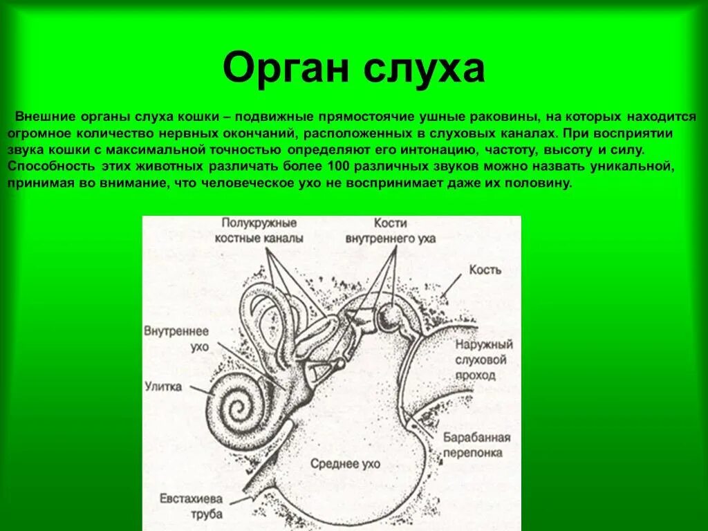 Особенности строения уха млекопитающих. Орган слуха млекопитающих. строение органа слуха млекопитающих. строение органа слуха.