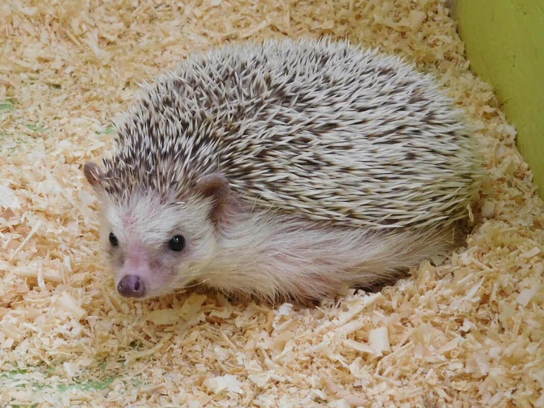 простой ежик. ежик карандашом. злой ёжик фото. ёжик пикабу. еж на кипре.