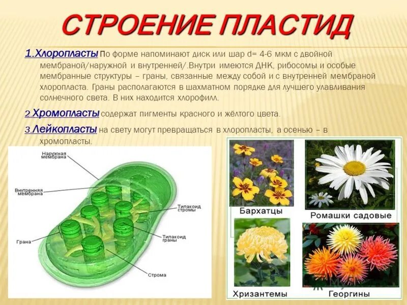 Форма хлоропласта. Что такое пластиды в биологии 6 класс. Что такое пластиды в биологии 5 класс. Строение растительной клетки пластиды. Хлорофилл хромопласты лейкопласты.