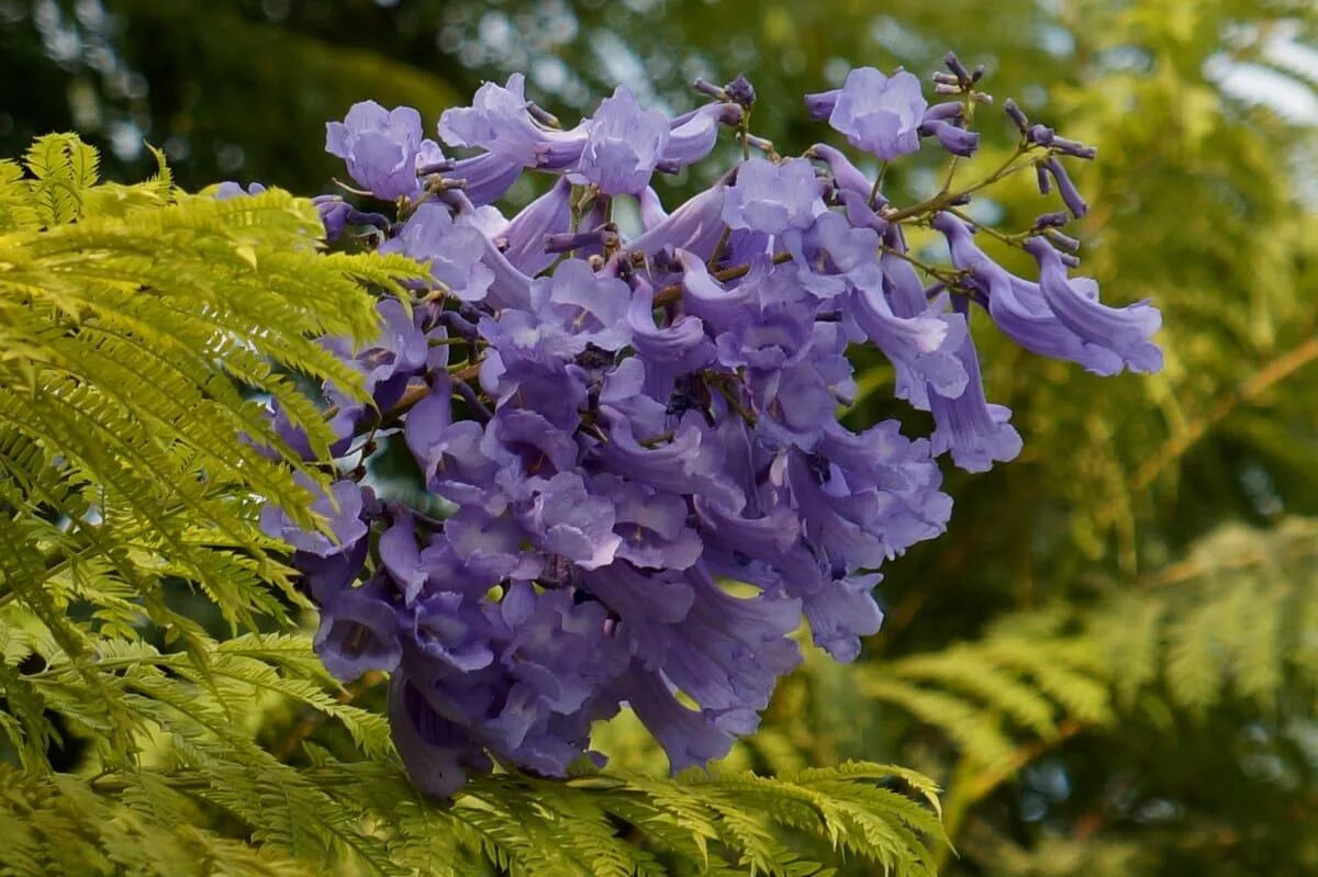 Джакаранда зимбабве. Фиалковое дерево жакаранда дерево. Жакаранда мимозолистная фиалковое дерево. Жакаранда. Жакаранда.