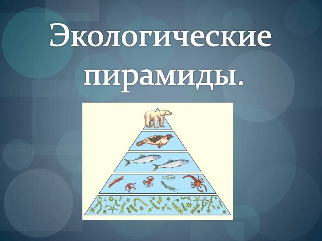 Пищевые уровни экологическая пирамида. Виды экологических пирамид. Правило экологической пирамиды. Экологические пирамиды презентация.