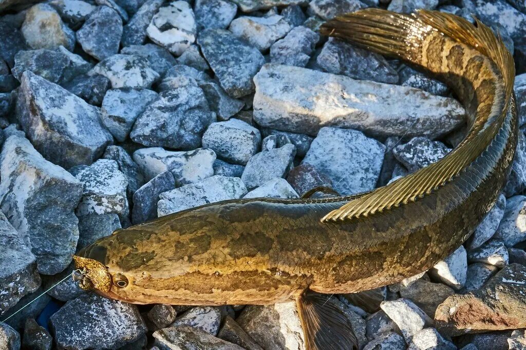 змееголов. змееголов императорский. змейголов. змееголов речной. змееголов дальневосточный.