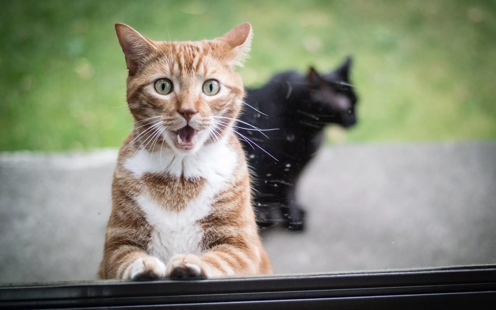 Удивленный кот. Котики смешные. Прикольный кот. Любопытная кошка. Веселое про кошек