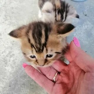 Котята за 1 рубль