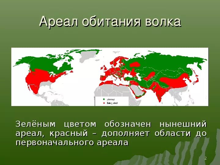 Ареал обитания Волков. Красный волк место обитания. Ареал красного волка. Карта обитания Волков. Среда обитания волка 5 класс биология впр