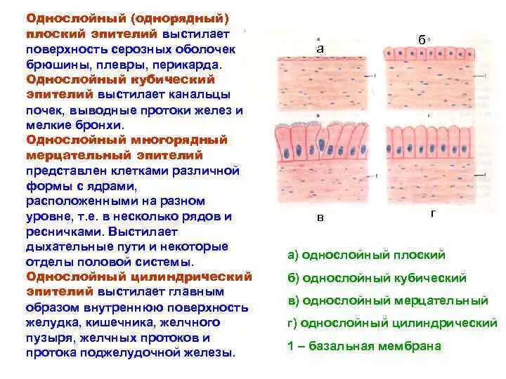 Эпителиальное строение функции. Однослойный цилиндрический эпителий топография. Схема однослойного многорядного реснитчатого эпителия. Однослойный эпителий таблица гистология. Однослойный высокопризматический эпителий.