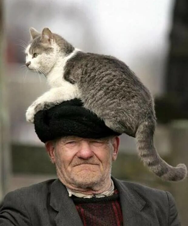 Старик и кот. Дедушка кот. пожилой кот. дедушка с кошкой.