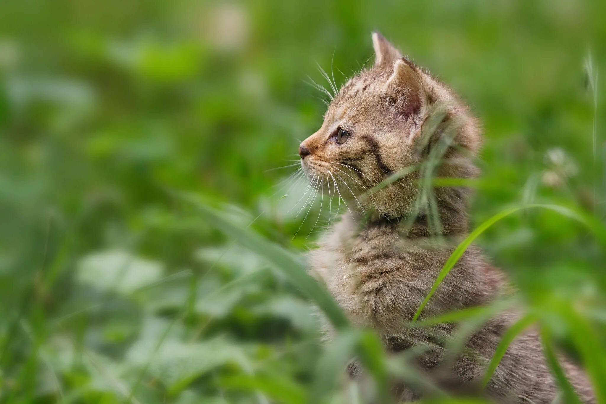 Кошки. Обои на рабочий стол котята. Трава для кошек. Кошки фото.